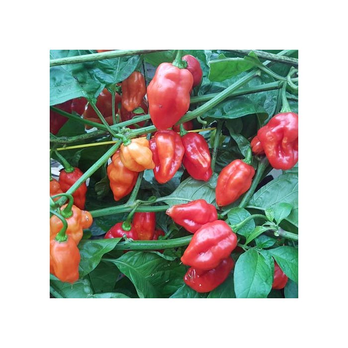 Habanero Santana Red