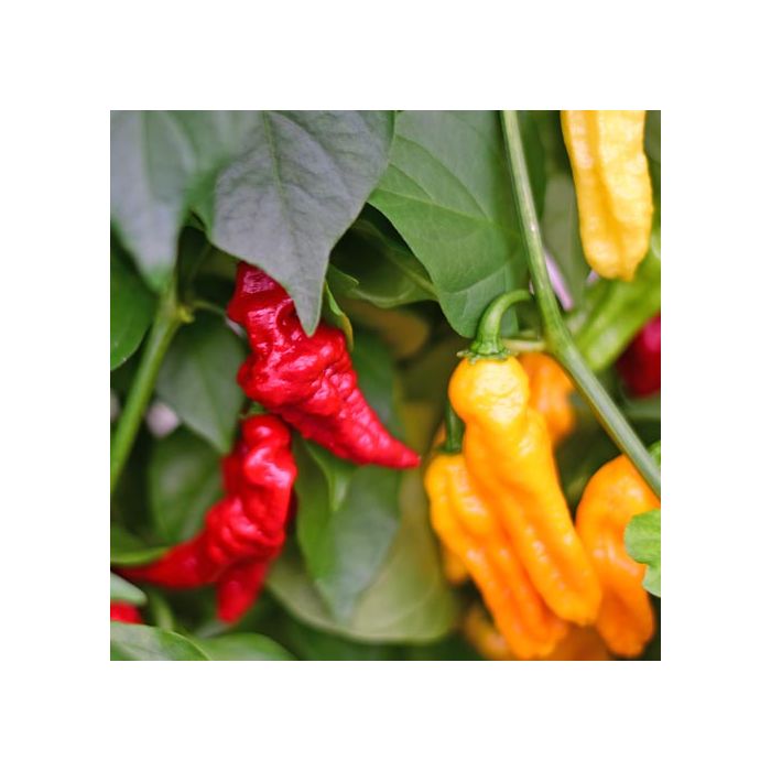 Habanero Somali