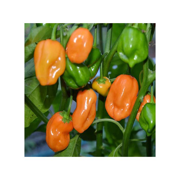 Habanero Yucatan