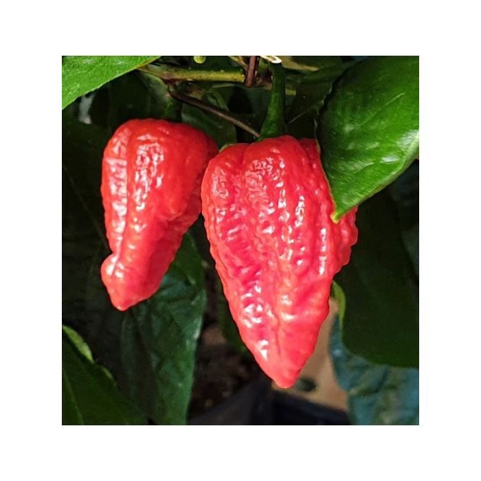 Habalokia Red