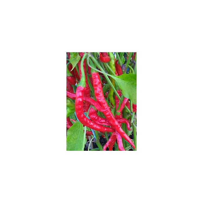 Hot Vindaloo