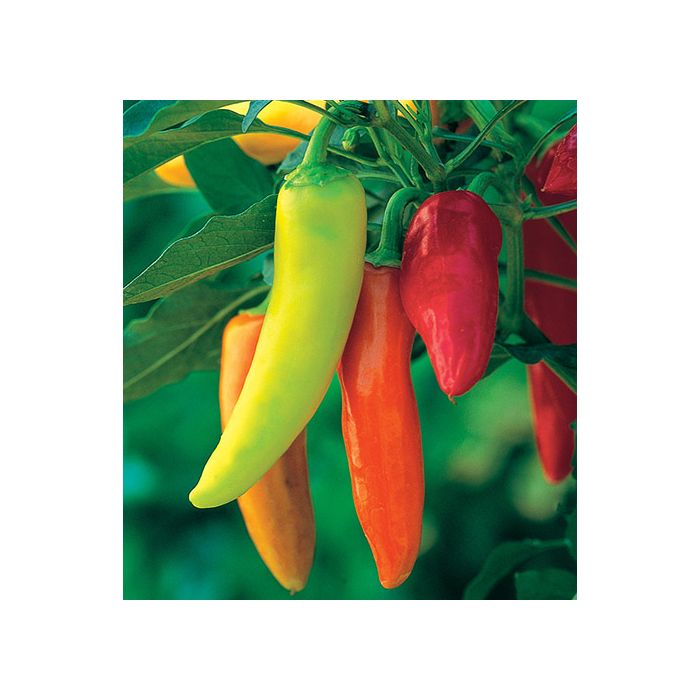 Hungarian Hot Wax