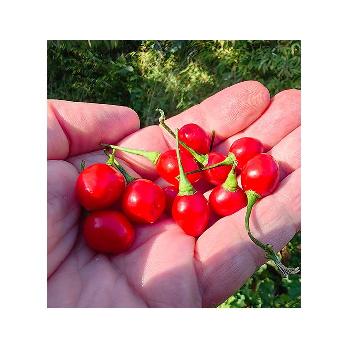 Aji Charapita Red