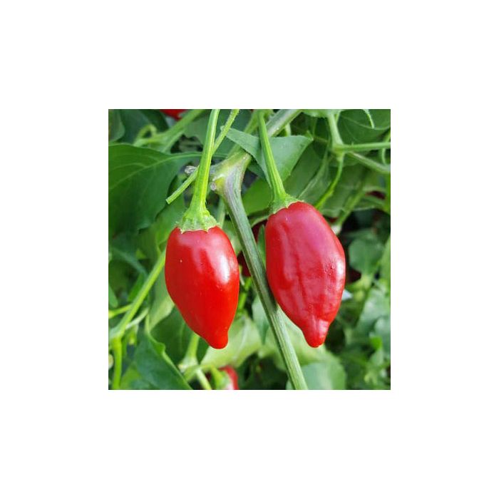 Inca Red Drop