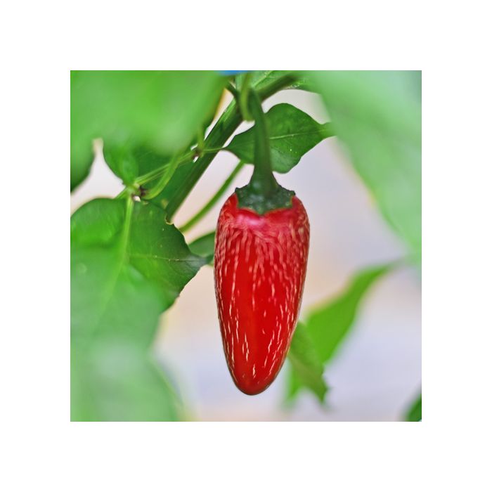 Jalapeno Chichimeca
