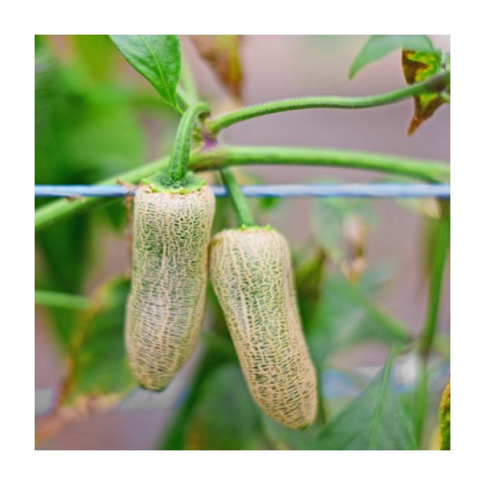 Jalapeno Farmer´s Market Mini