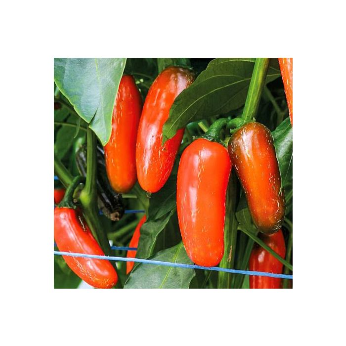 Jalapeno Leon