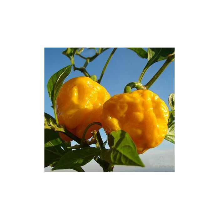 Jamaican Yellow