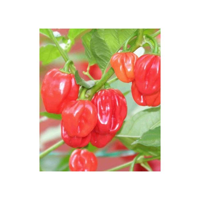 Jamaican Red