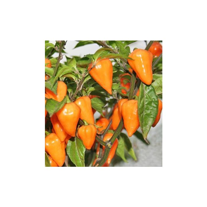 Columbian Orange Lantern