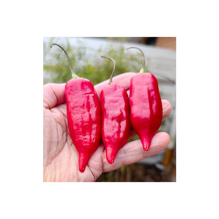 Aji Mojo