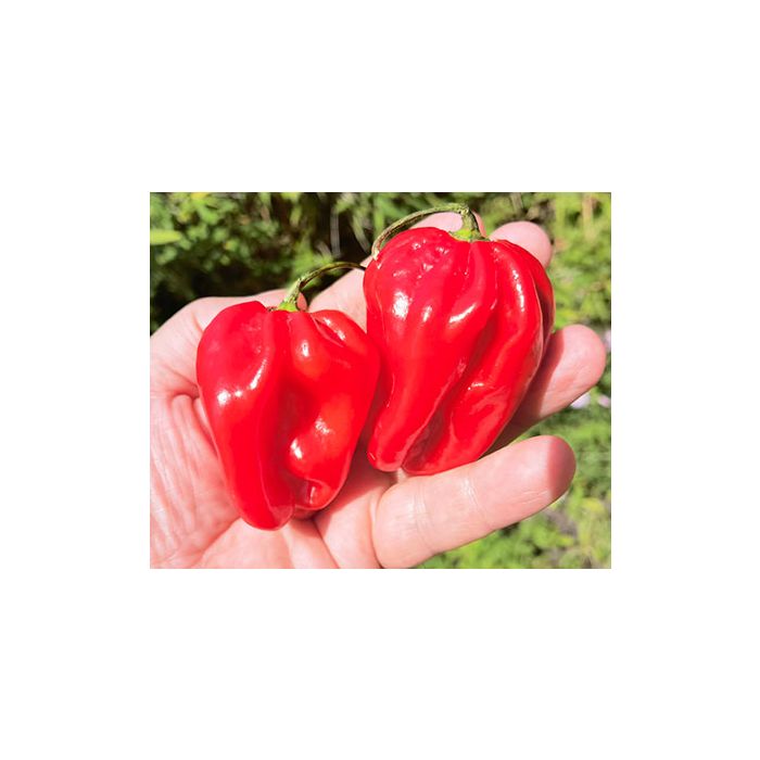 Habanero Moruga Red