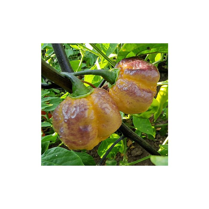 Pockmark Peach