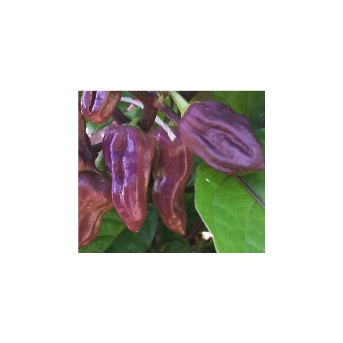 Bhut Jolokia Purple