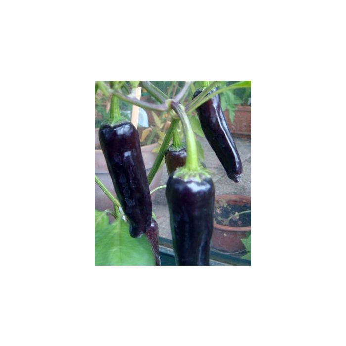 Jalapeno Purple