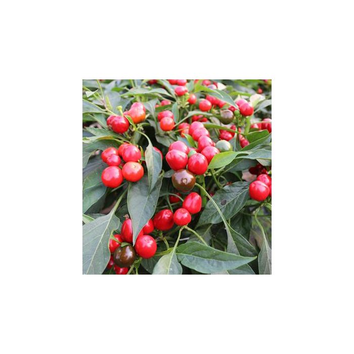 Red Cherry Small