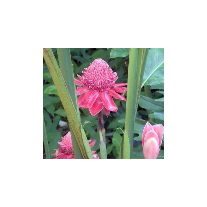 Fackelingefära (Rosa)