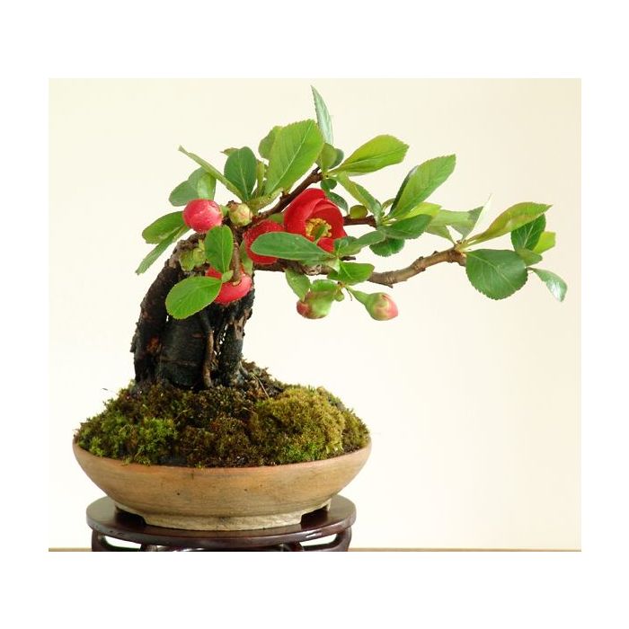Liten Rosenkvitten