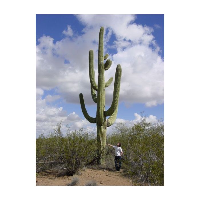 Kaktus - Saguaro