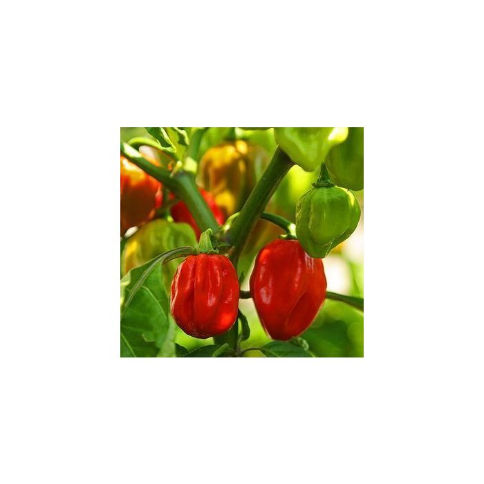 Habanero Red Savina