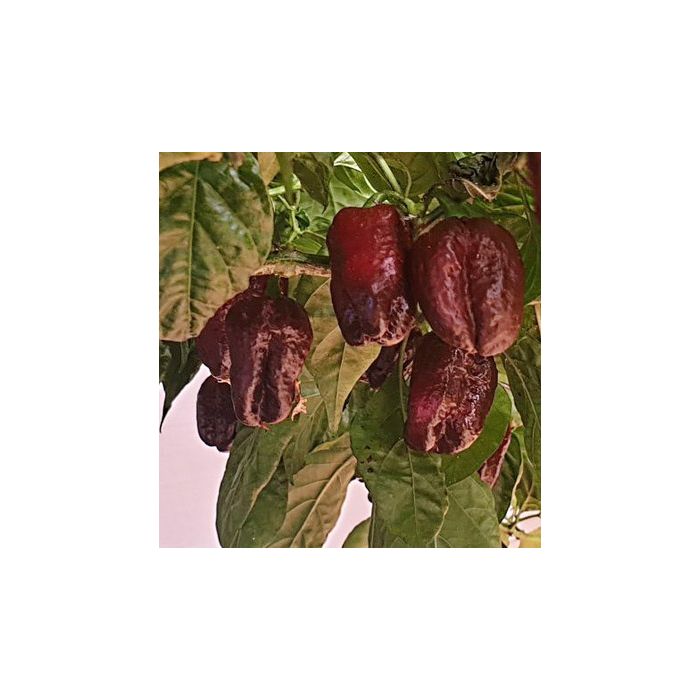 Scotch Bonnet Chocolate