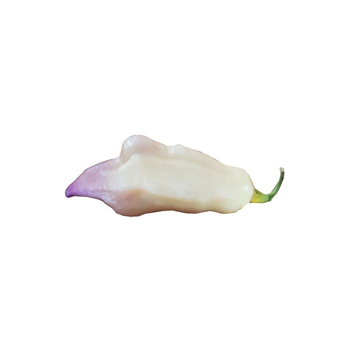 Smooth White