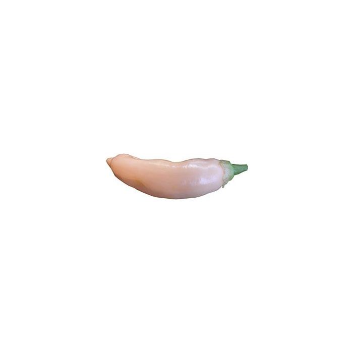 Sugar Rush Peach