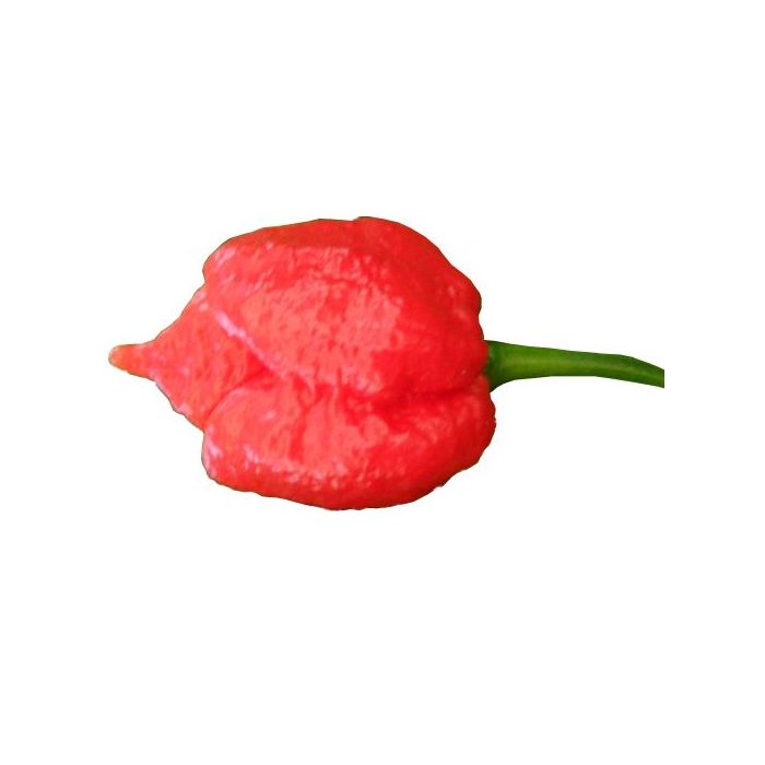 Trinidad Scorpion Sunrise
