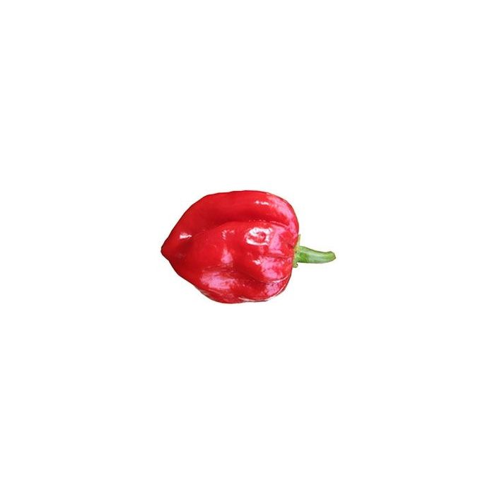 Habanero Surinam Red