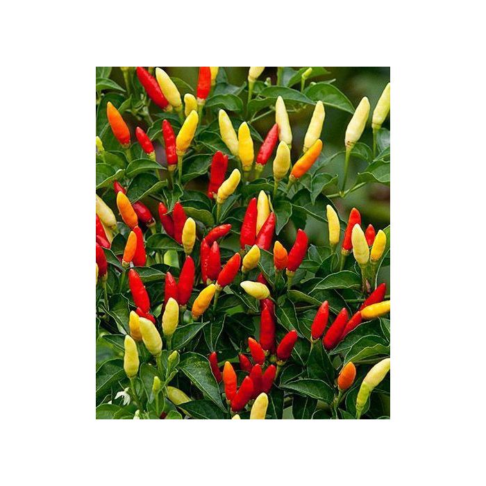 Tabasco