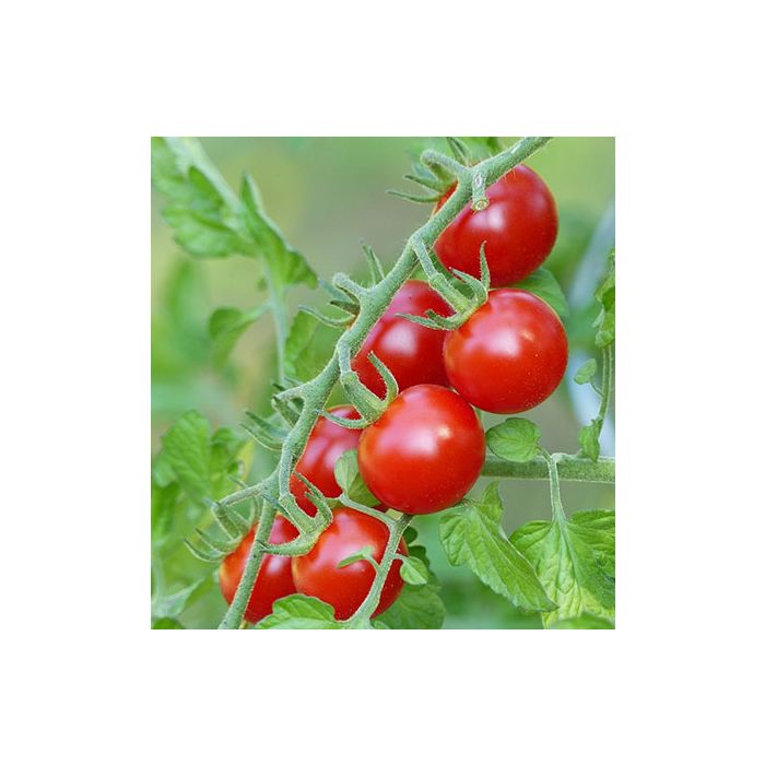 Tomat - Ciliegia