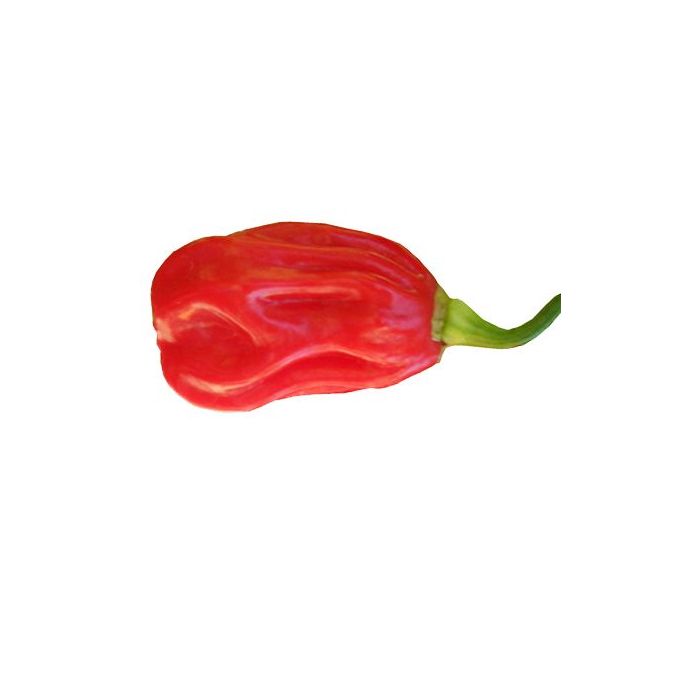 Ugandian Red