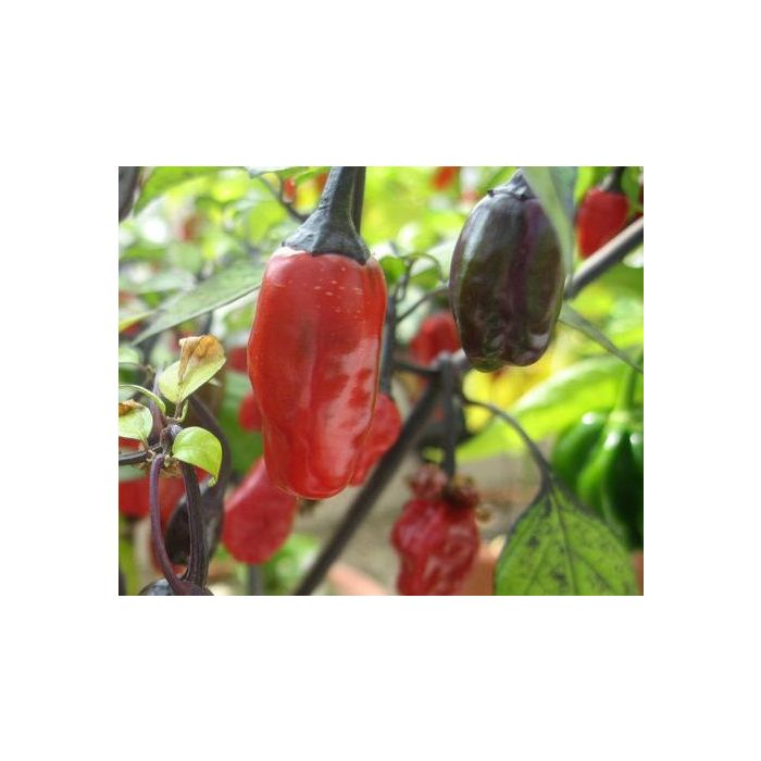 Purple Tiger (Variegata)