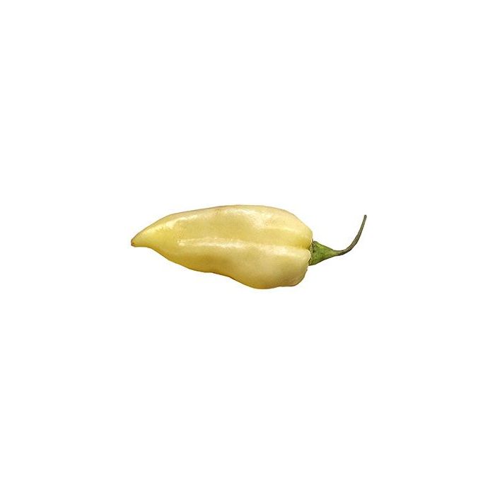 Naga White