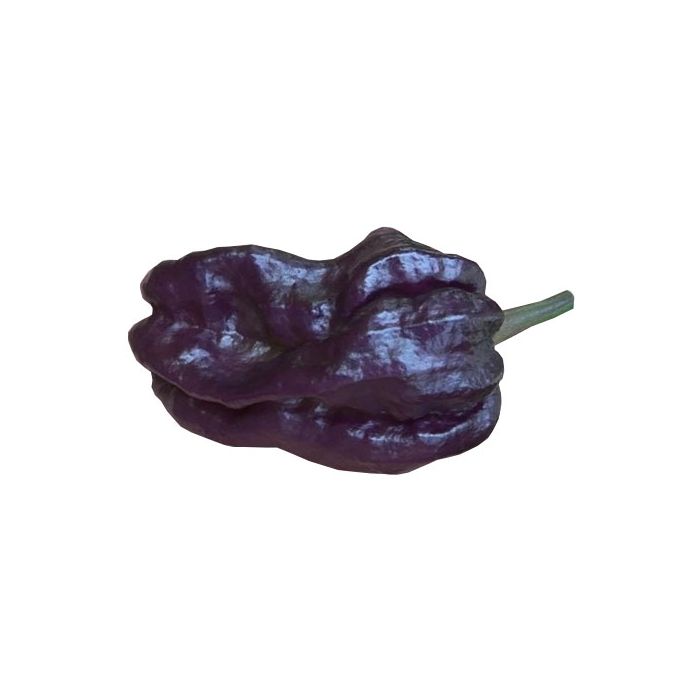 Yaki Blue Fawn