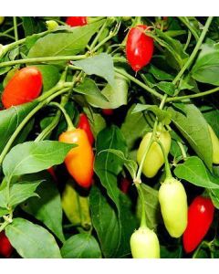 Aji Céreo