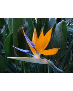 Papegojblomma