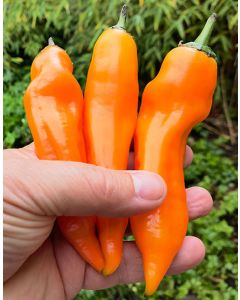 Aji Amarillo