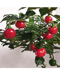 Aji Cochabamba Hot
