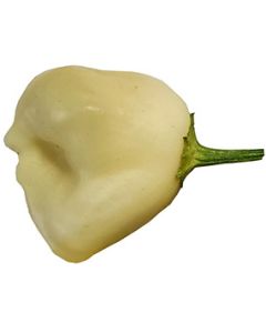 Aji Cream Fantasy