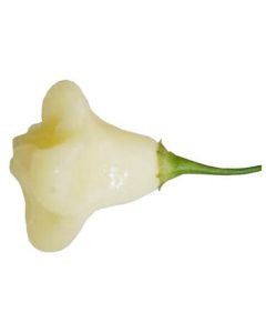 Aji White Fantasy