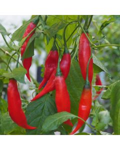 Aji Rojo
