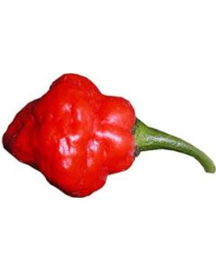 Aji Cachucha