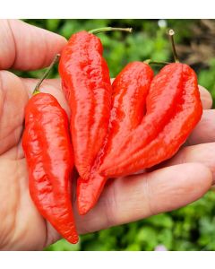 Bhut Jolokia