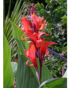 Canna Indica
