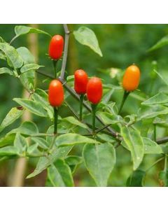 Chacoense