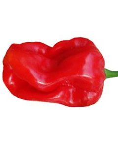 Aji Chombo
