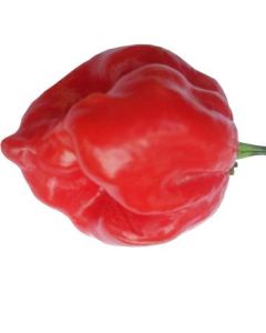 Trinidad Congo Red