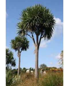 Syddracena