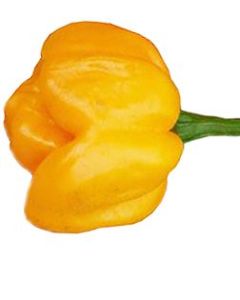 Aji Dulce Amarillo